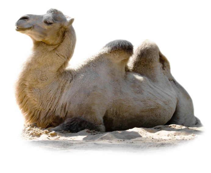 Забавный верблюд 791