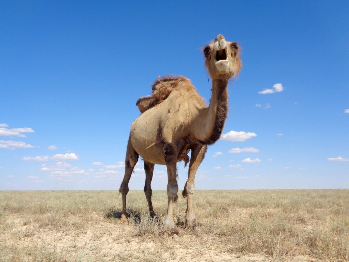 Вид с правого горба горы верблюд