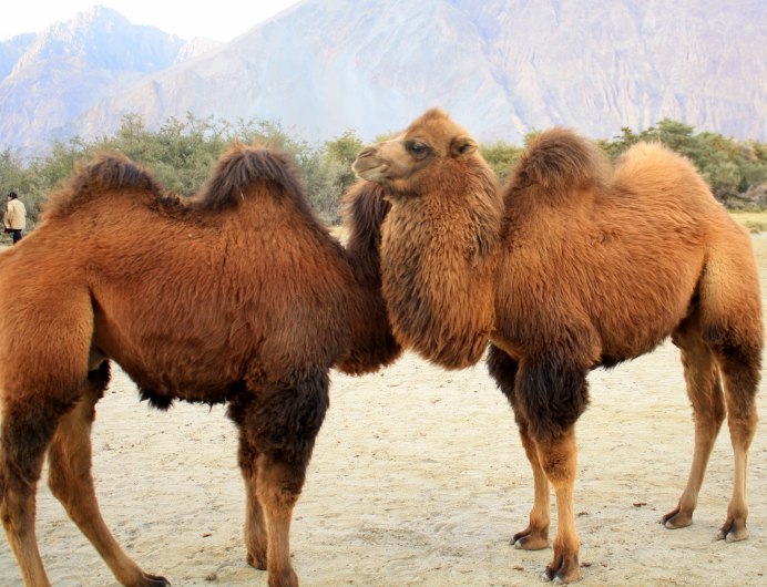 Гималайский верблюд