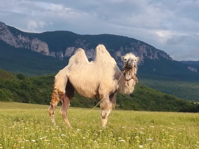 На горе сидит верблюд