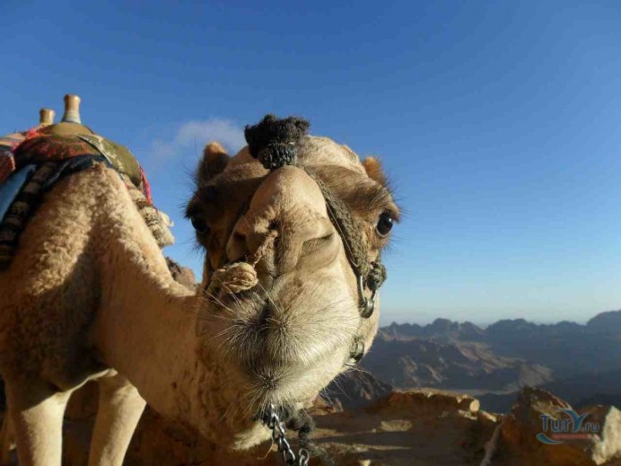 Домашний верблюд