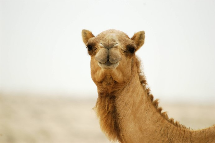 Двугорбый верблюд бактриан