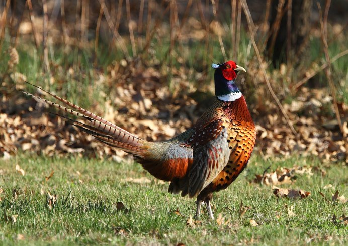 Золотой фазан Chrysolophus pictus