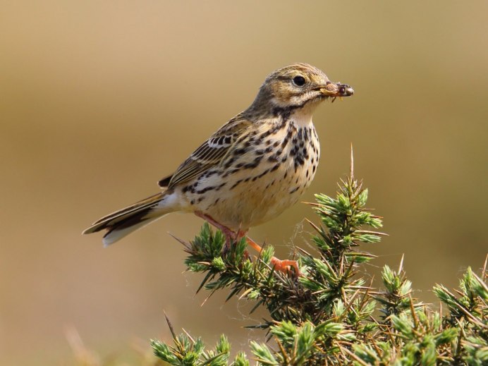 Полевой Жаворонок скворец Зяблик трясогузка