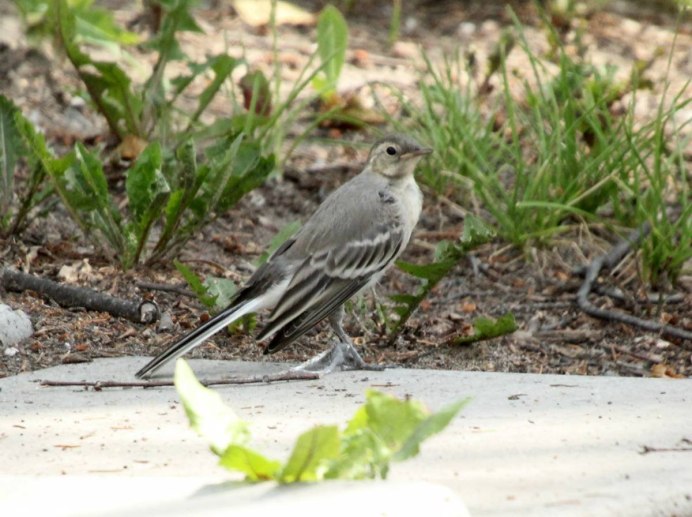 Скворец фото Зяблик