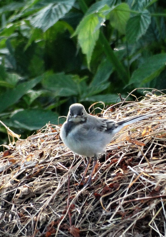 Ареал полевого жаворонка