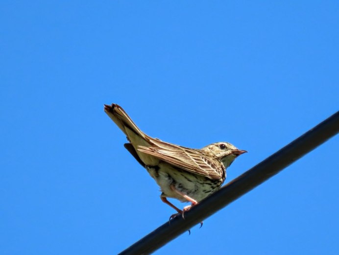 Трясогузка птица самец и самка