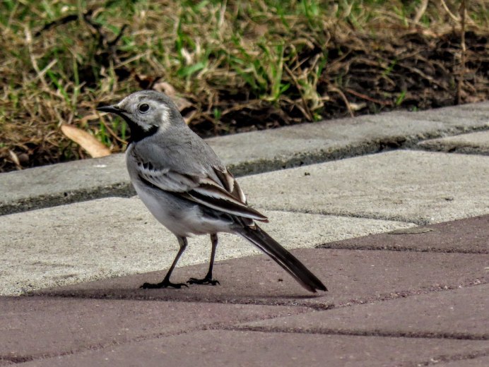 Жаворонок Лесной Южный