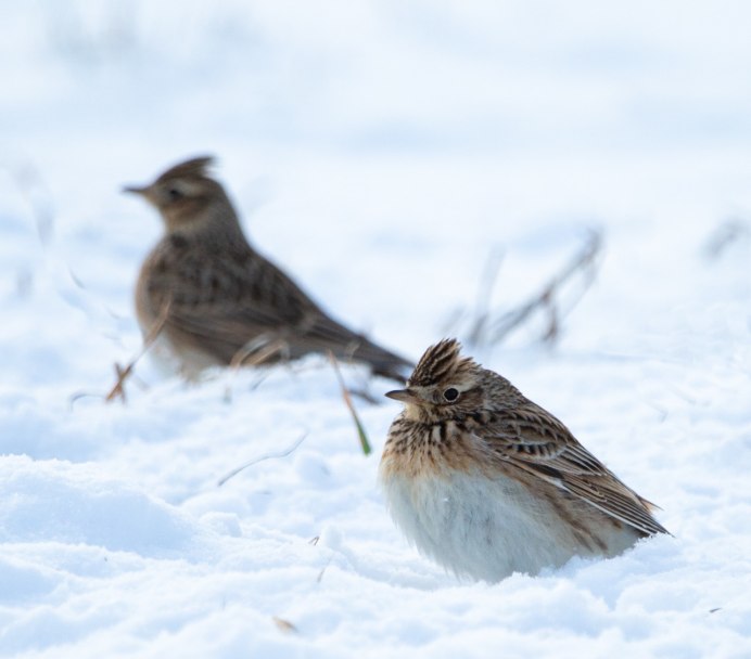 Перелетные птицы Хакасии