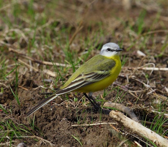 Ареал полевого жаворонка