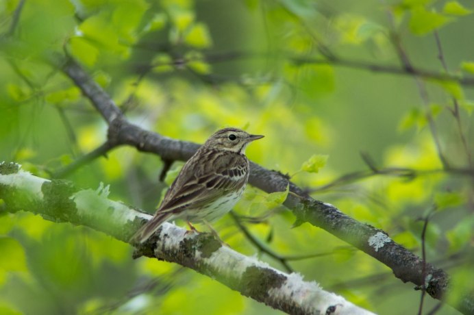 Жаворонок Луговой фото
