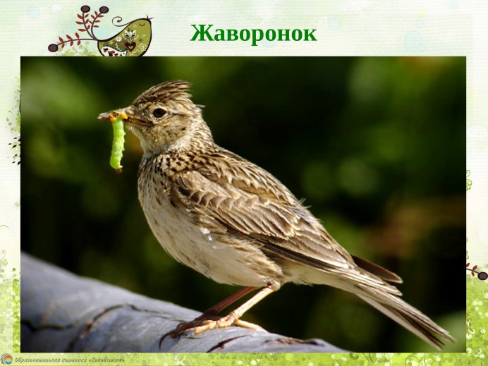 Полевой Жаворонок