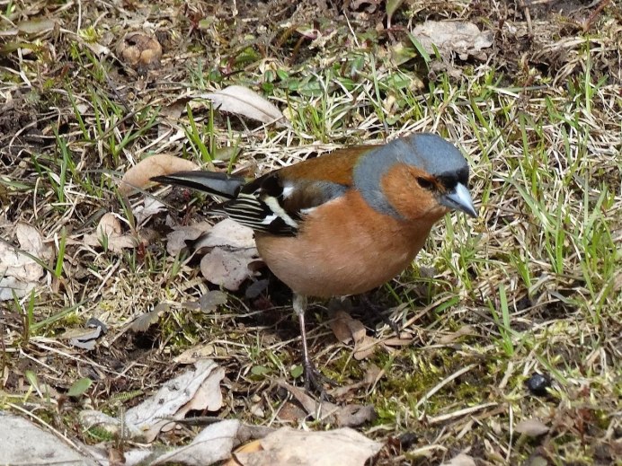Полевой Жаворонок самка