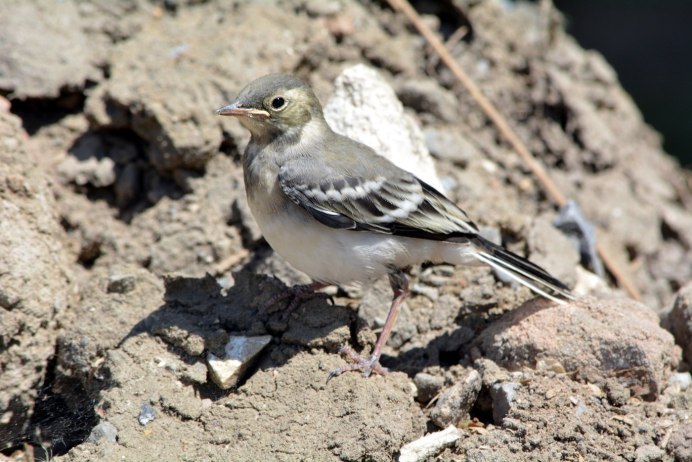 Жаворонок в Ростовской области