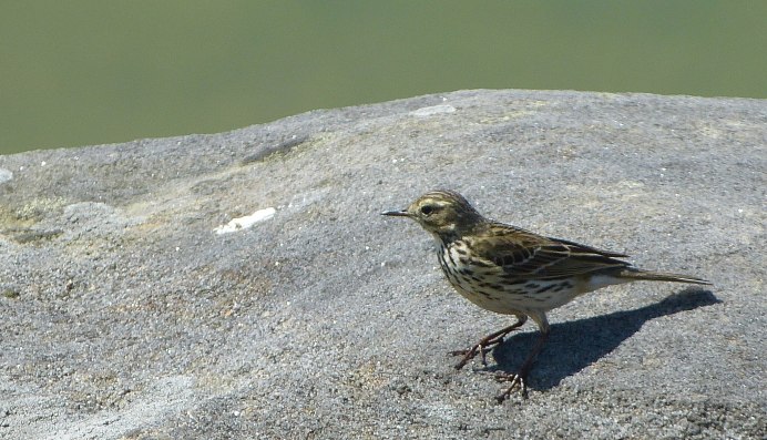 Трясогузка птица