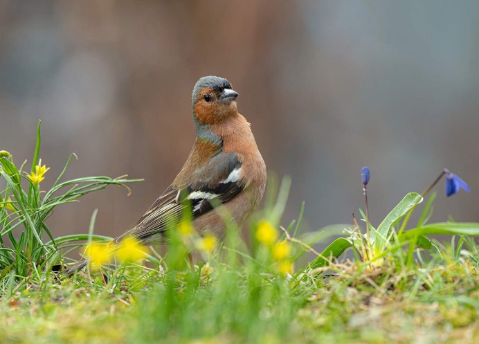 Вьюрок Зяблик