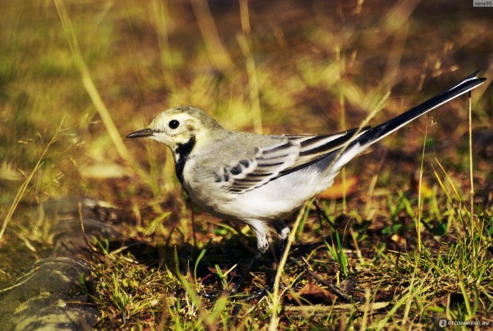 Полевой Степной хохлатый Жаворонок