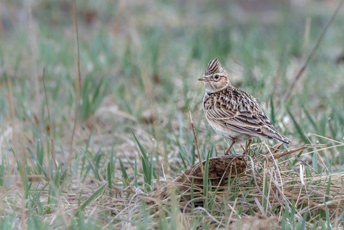 Жаворонок Lark-Bird