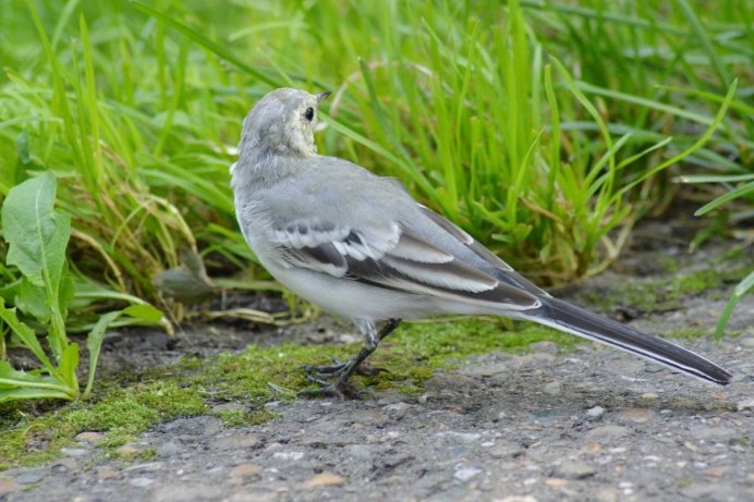 Дрозд Зяблик