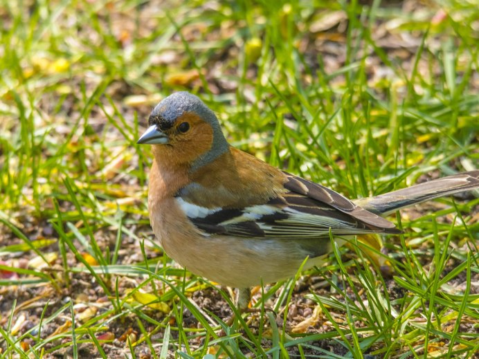 Полевой Степной хохлатый Жаворонок