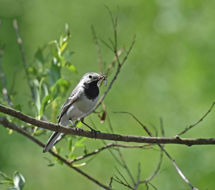 Зяблик Юрок