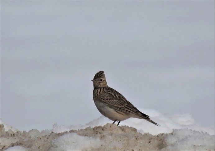 Трясогузка трясогузка полосатенькая