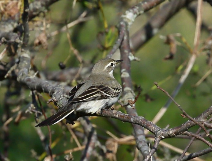 Нзамби и трясогузка