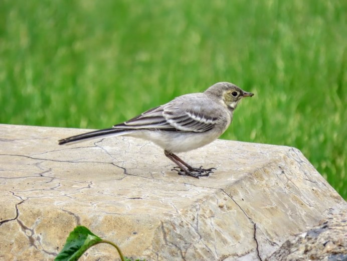 Зяблик и трясогузка