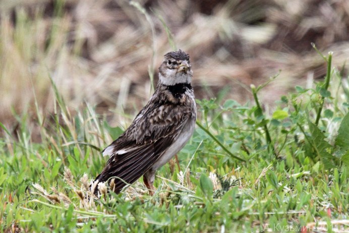 Зяблик, Соловей, Дрозд