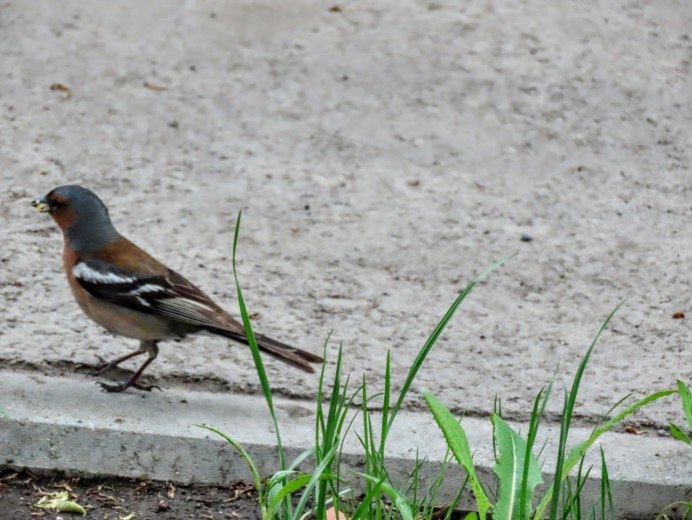 Полевой Жаворонок трясогузка