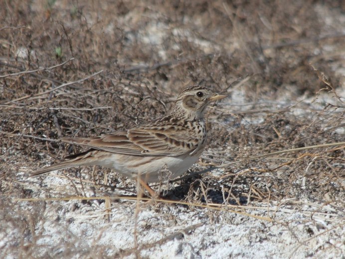 Полевые птицы Европы