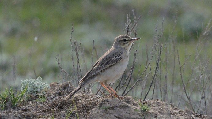 Клюв жаворонка