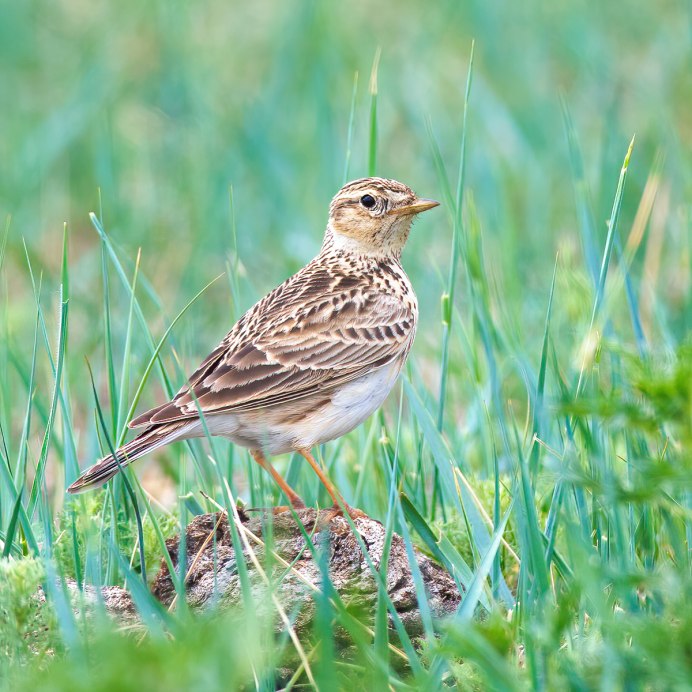 Зеленец птица фото