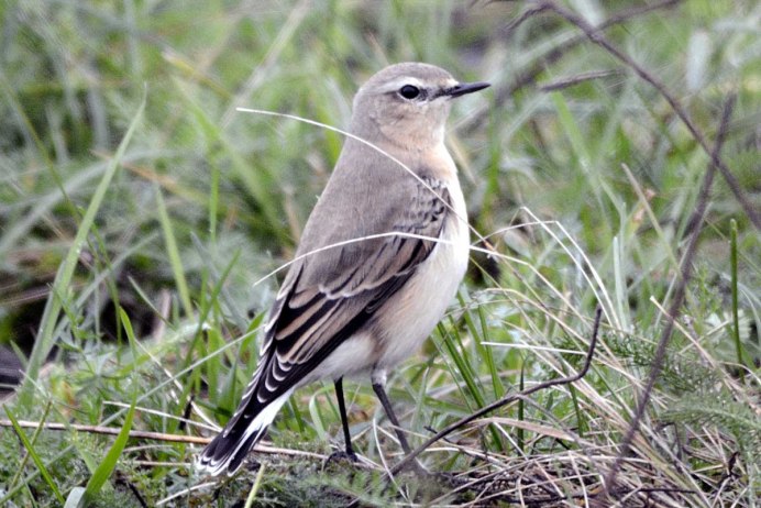 Дрозд крапивник
