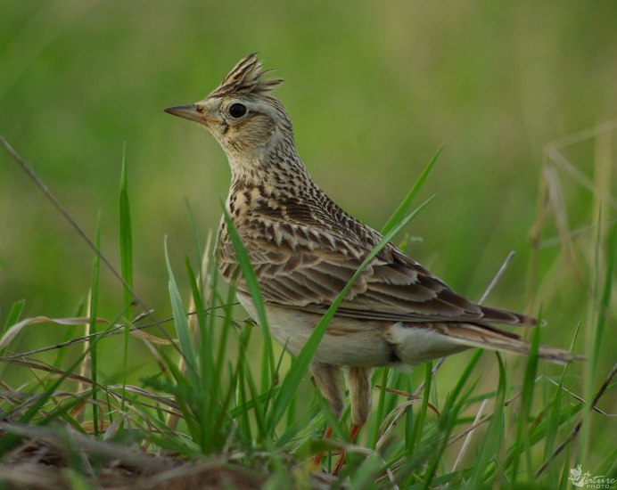 Белая трясогузка птенец