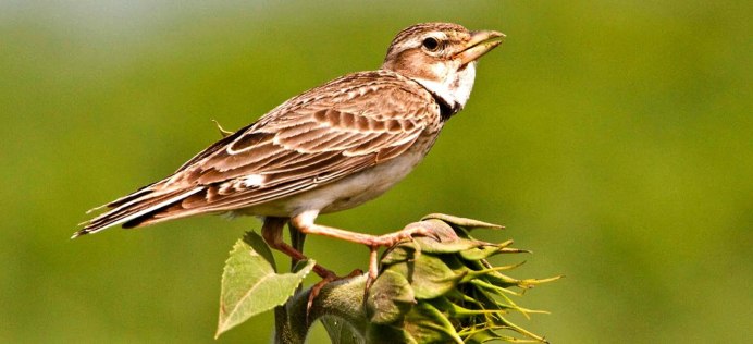 Трясогузка Перелетная