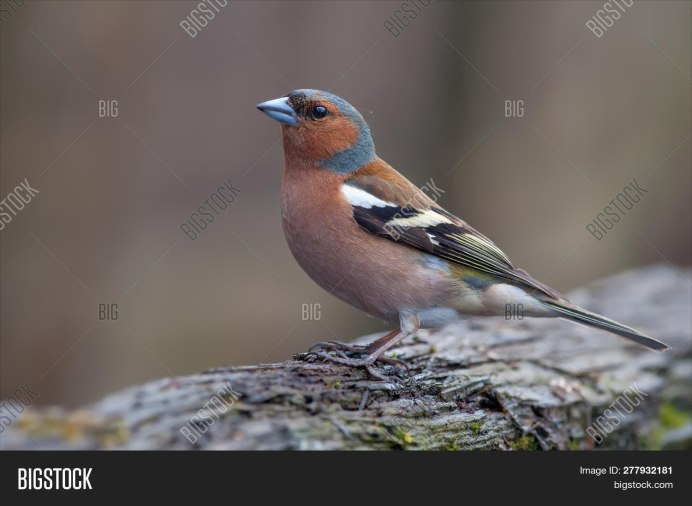 Серая трясогузка