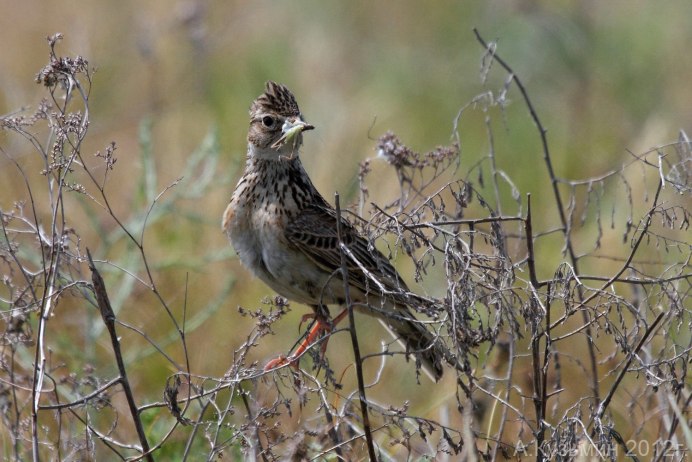 Певчие птицы Зяблик