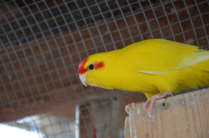 Какарик желтый