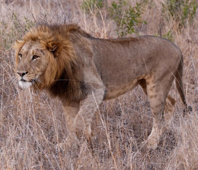 Капский Лев (Panthera Leo melanochaita)