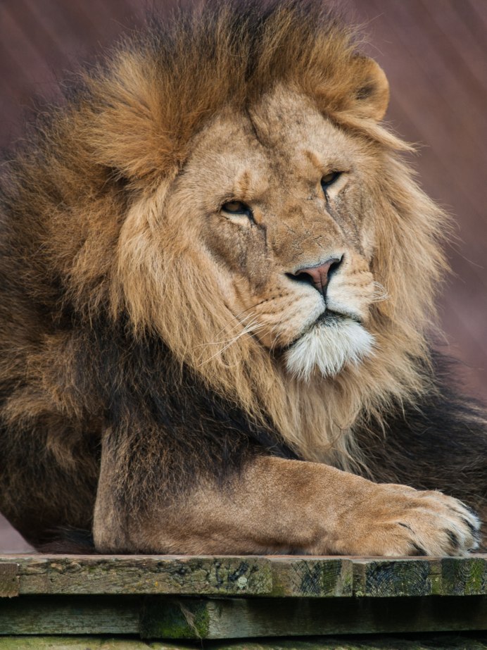 Lion about