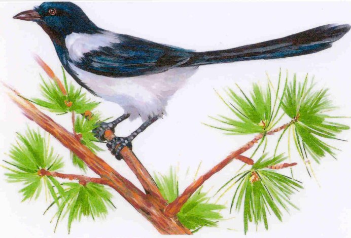 Magpie Feathers