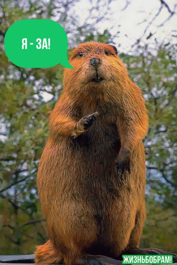 Канадский Бобр (Castor canadensis)
