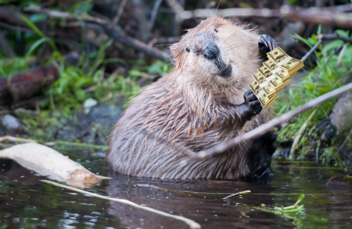 Канадский Бобр (Castor canadensis)
