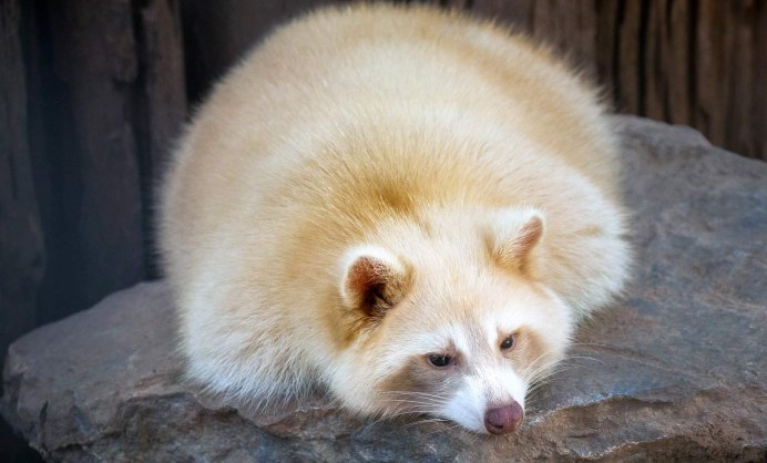 Енот альбинос фото