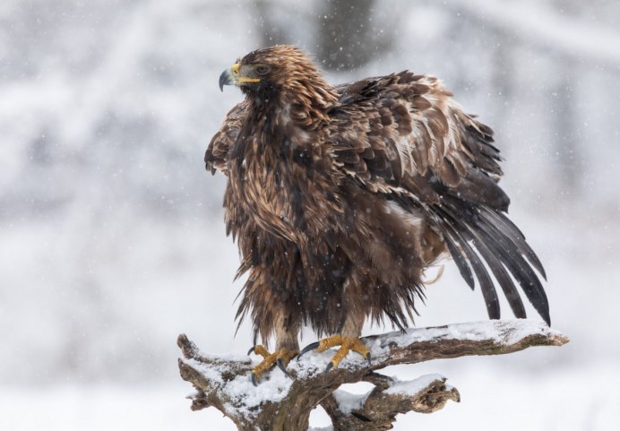 Обыкновенный Беркут