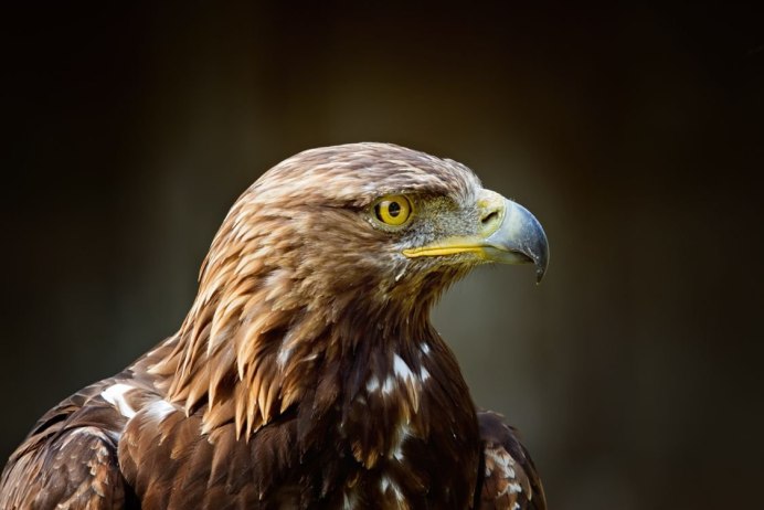 Отряд Соколообразные семейство Ястребиные Орел