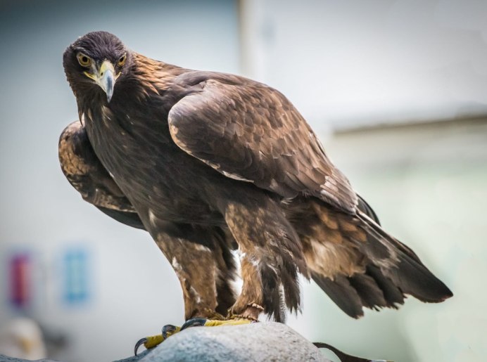 Крымский Орел Беркут
