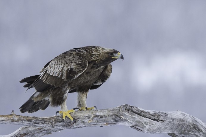 Беркут Воронежский заповедник