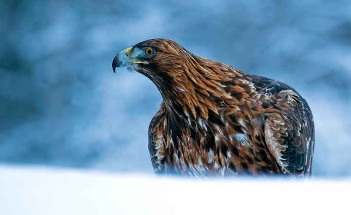 Обыкновенный Беркут Пермский край